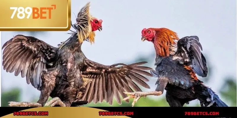 Bạn nên thử đá gà 789BET để cảm nhận không khí kịch tính