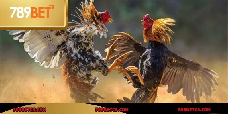 Đá gà 789BET có nhiều thể loại với tỷ lệ thắng cao